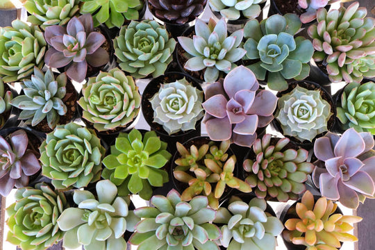 How to keep your succulents alive!